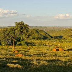 Activiteit: Cerradotentoonstelling